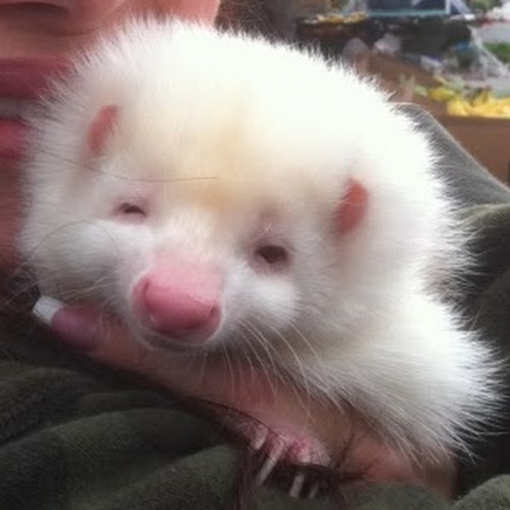 Meet your Posher, Skye